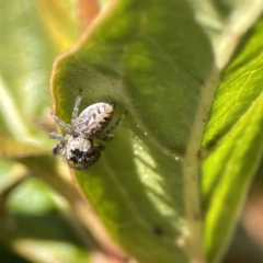 Opisthoncus grassator (Jumping spider) at Canberra, ACT - 17 Aug 2023 by Hejor1