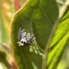 Opisthoncus grassator at Canberra, ACT - 17 Aug 2023