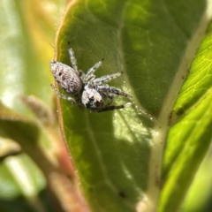 Opisthoncus grassator at Canberra, ACT - 17 Aug 2023