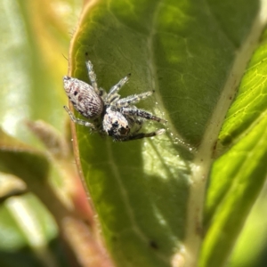 Opisthoncus grassator at Canberra, ACT - 17 Aug 2023