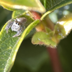 Opisthoncus grassator at Canberra, ACT - 17 Aug 2023