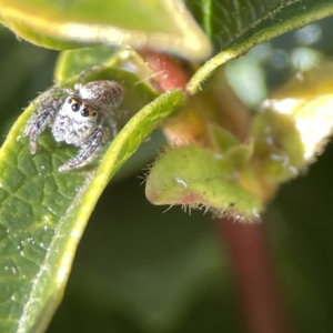 Opisthoncus grassator at Canberra, ACT - 17 Aug 2023