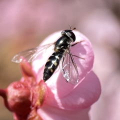 Unidentified at suppressed - 17 Aug 2023