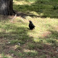 Corcorax melanorhamphos (White-winged Chough) at City Renewal Authority Area - 17 Aug 2023 by Hejor1