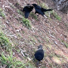 Corcorax melanorhamphos at Canberra, ACT - 17 Aug 2023