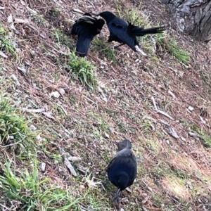 Corcorax melanorhamphos at Canberra, ACT - 17 Aug 2023