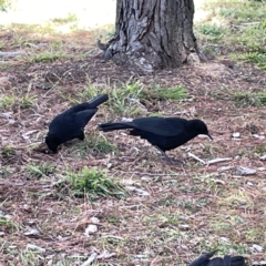 Corcorax melanorhamphos at Canberra, ACT - 17 Aug 2023