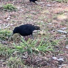 Corcorax melanorhamphos at Canberra, ACT - 17 Aug 2023