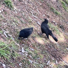 Corcorax melanorhamphos at Canberra, ACT - 17 Aug 2023