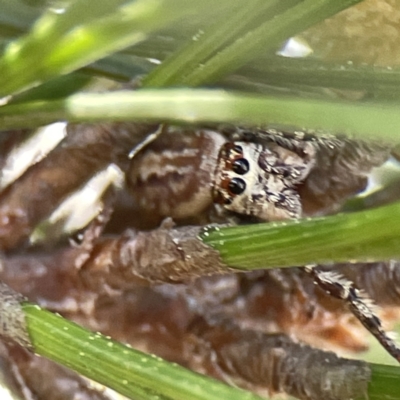 Opisthoncus abnormis (Long-legged Jumper) at City Renewal Authority Area - 17 Aug 2023 by Hejor1