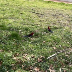 Platycercus elegans (Crimson Rosella) at City Renewal Authority Area - 17 Aug 2023 by Hejor1