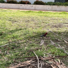 Platycercus elegans at Canberra, ACT - 17 Aug 2023 12:38 PM