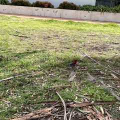 Platycercus elegans at Canberra, ACT - 17 Aug 2023 12:38 PM