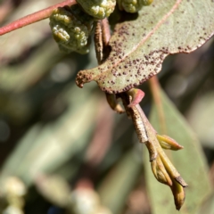 Aphrophorinae (subfamily) (Unidentified spittlebug) at City Renewal Authority Area - 17 Aug 2023 by Hejor1