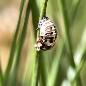 Harmonia conformis at Canberra, ACT - 17 Aug 2023