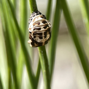 Harmonia conformis at Canberra, ACT - 17 Aug 2023