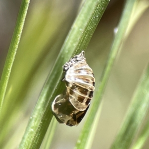 Harmonia conformis at Canberra, ACT - 17 Aug 2023