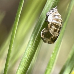 Harmonia conformis at Canberra, ACT - 17 Aug 2023