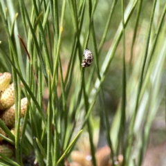 Harmonia conformis at Canberra, ACT - 17 Aug 2023