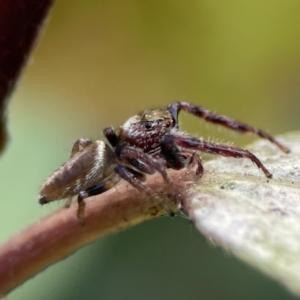 Opisthoncus nigrofemoratus at Canberra, ACT - 17 Aug 2023 12:54 PM