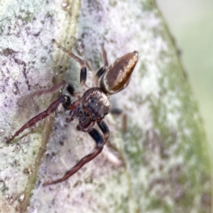 Opisthoncus nigrofemoratus at Canberra, ACT - 17 Aug 2023 12:54 PM