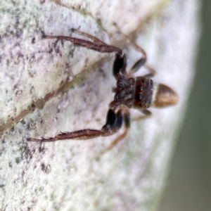 Opisthoncus nigrofemoratus at Canberra, ACT - 17 Aug 2023 12:54 PM