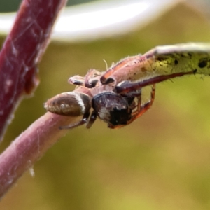 Opisthoncus nigrofemoratus at Canberra, ACT - 17 Aug 2023 12:54 PM