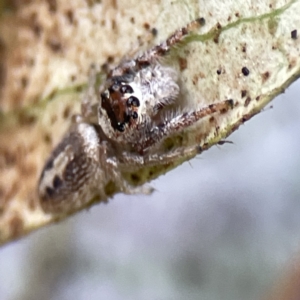 Opisthoncus sexmaculatus at Canberra, ACT - 17 Aug 2023