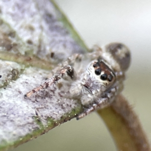 Opisthoncus sexmaculatus at Canberra, ACT - 17 Aug 2023