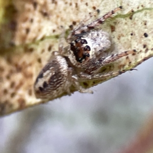 Opisthoncus sexmaculatus at Canberra, ACT - 17 Aug 2023