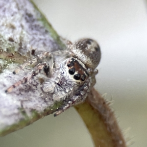 Opisthoncus sexmaculatus at Canberra, ACT - 17 Aug 2023