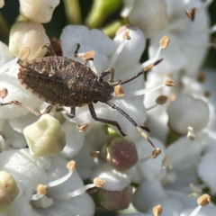 Omyta centrolineata (Centreline Shield Bug) at Canberra, ACT - 17 Aug 2023 by Hejor1