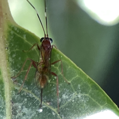 Ichneumonidae (family) (Unidentified ichneumon wasp) at City Renewal Authority Area - 17 Aug 2023 by Hejor1