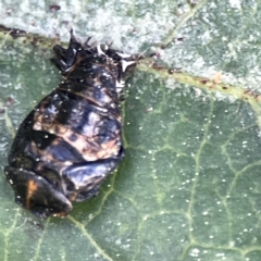 Coccinellidae (family) (Unidentified lady beetle) at City Renewal Authority Area - 17 Aug 2023 by Hejor1