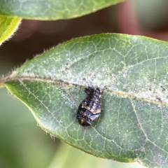 Coccinellidae (family) at Canberra, ACT - 17 Aug 2023