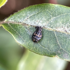 Coccinellidae (family) at Canberra, ACT - 17 Aug 2023