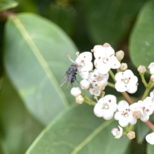 Calliphora vicina at Canberra, ACT - 17 Aug 2023