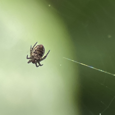 Plebs eburnus (Eastern bush orb-weaver) at Canberra, ACT - 17 Aug 2023 by Hejor1