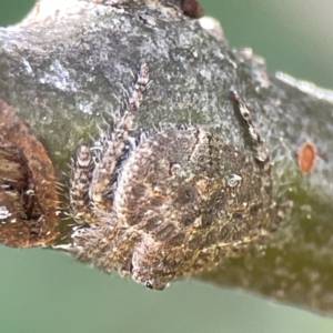 Dolophones sp. (genus) at Canberra, ACT - 17 Aug 2023