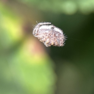 Dolophones sp. (genus) at Canberra, ACT - 17 Aug 2023