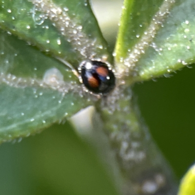 Diomus notescens (Little two-spotted ladybird) at City Renewal Authority Area - 17 Aug 2023 by Hejor1