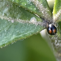 Diomus notescens at Canberra, ACT - 17 Aug 2023