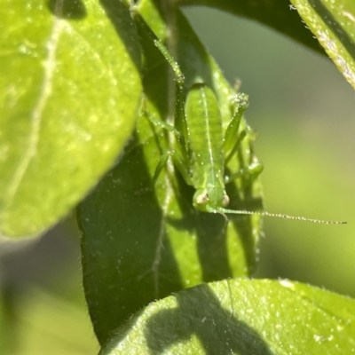 Caedicia simplex (Common Garden Katydid) at Canberra, ACT - 17 Aug 2023 by Hejor1