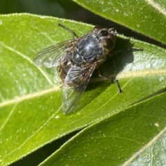 Calliphora stygia (Brown blowfly or Brown bomber) at City Renewal Authority Area - 17 Aug 2023 by Hejor1