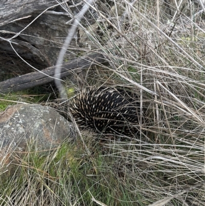 Tachyglossus aculeatus (Short-beaked Echidna) at Majura, ACT - 11 Aug 2023 by Flyckle