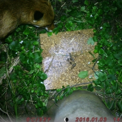 Vulpes vulpes (Red Fox) at Acton, ACT - 6 Aug 2023 by LachlanUNIacc