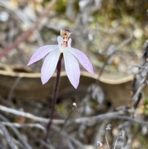 Caladenia fuscata at Paddys River, ACT - 13 Aug 2023