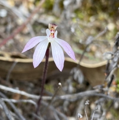 Caladenia fuscata (Dusky Fingers) at Paddys River, ACT - 13 Aug 2023 by Ned_Johnston