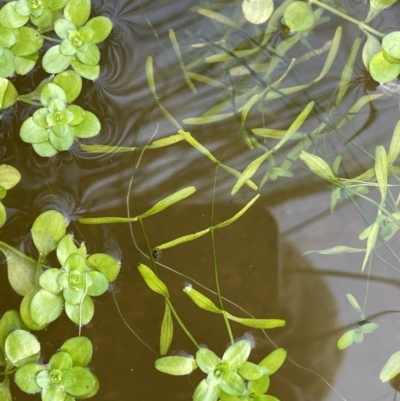 Callitriche umbonata (Winged Water-starwort) at Cavan, NSW - 17 Aug 2023 by JaneR