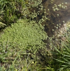 Callitriche umbonata at Cavan, NSW - 17 Aug 2023